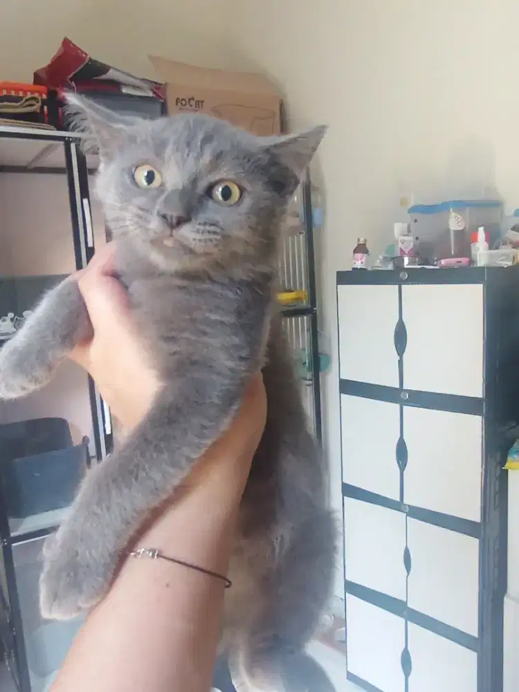 Kitten munchkin NS mix BSH