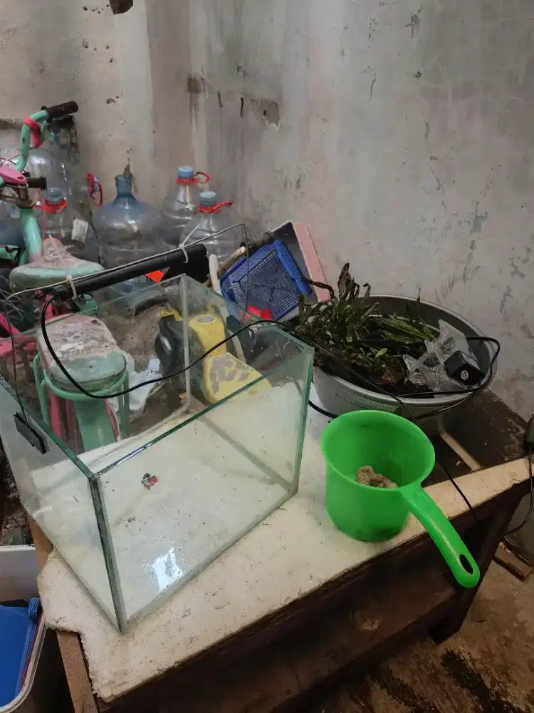 aquarium akuarium aquascape