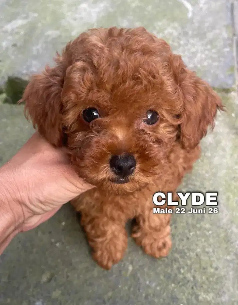 Toy Poodle superred jantan •CLYDE•