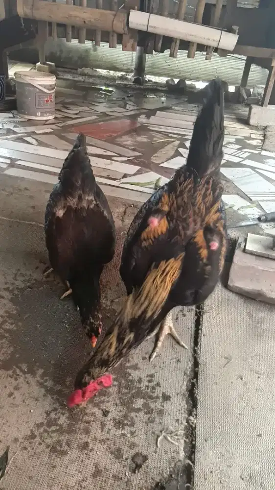 Ayam bangko asli birma 1 pasang. Usia 9 bulanan