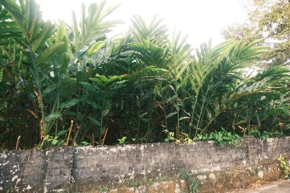 dijual tanah 770m2