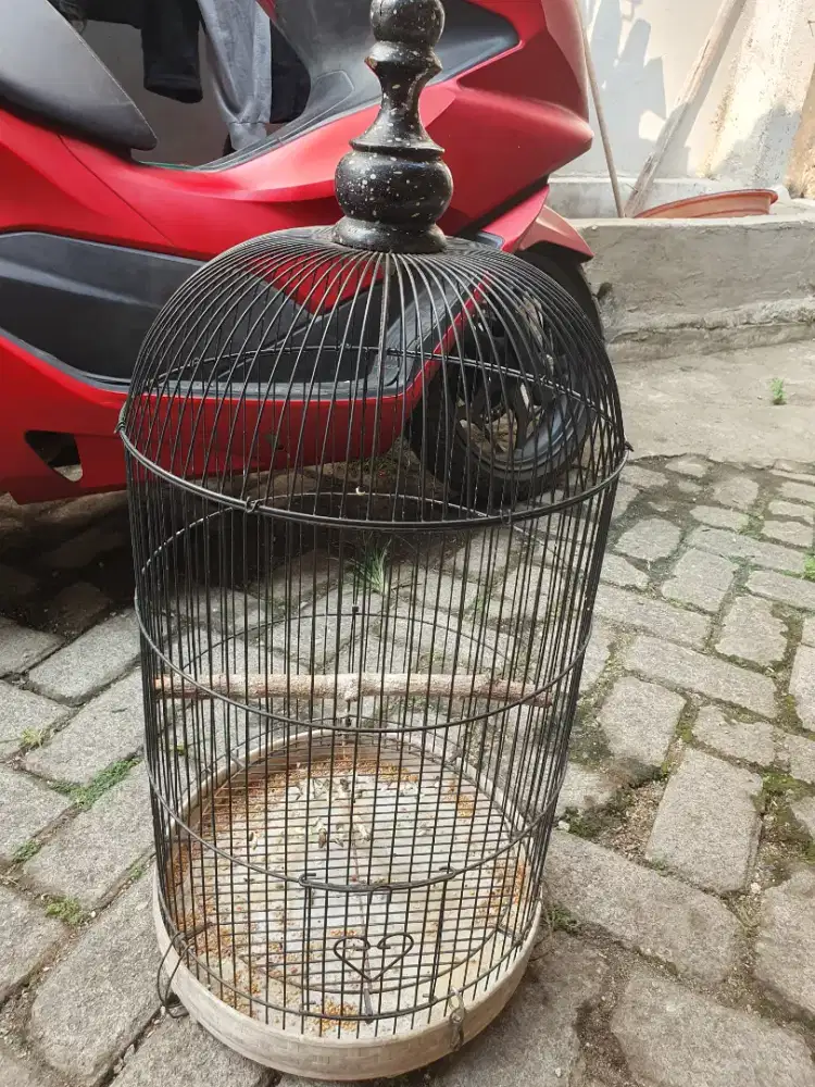 Sangkar lovebird