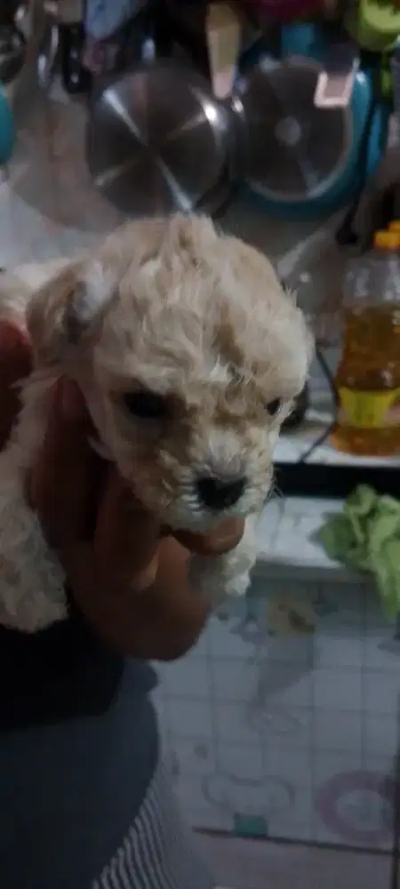Anakan poodle usia 1 bulan masih po nunggu 1 bulan lagi