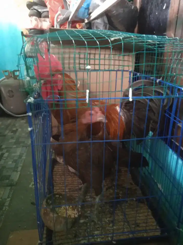 Jual Ayam Pelung, sepasang