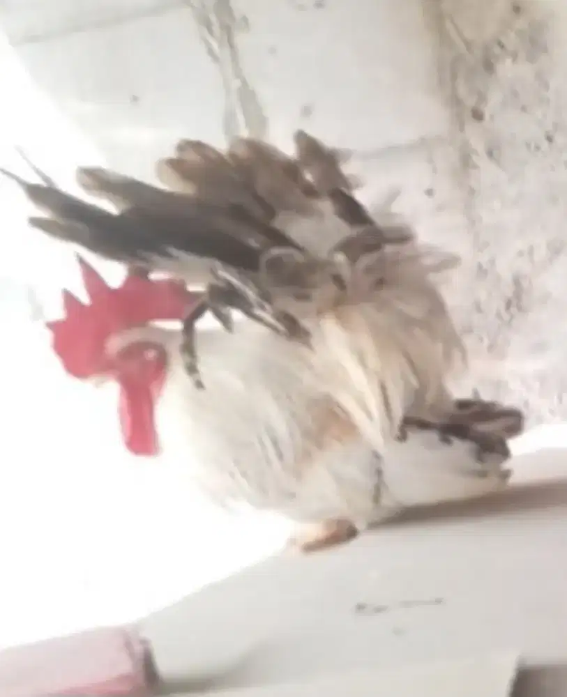 Ayam kate chabo dewasa