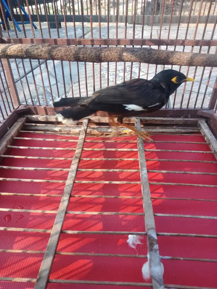 Jalak nias mapan