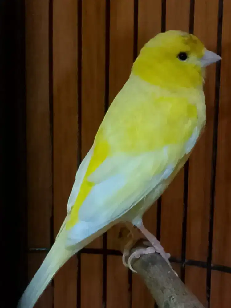 Kenari kuning stabilo