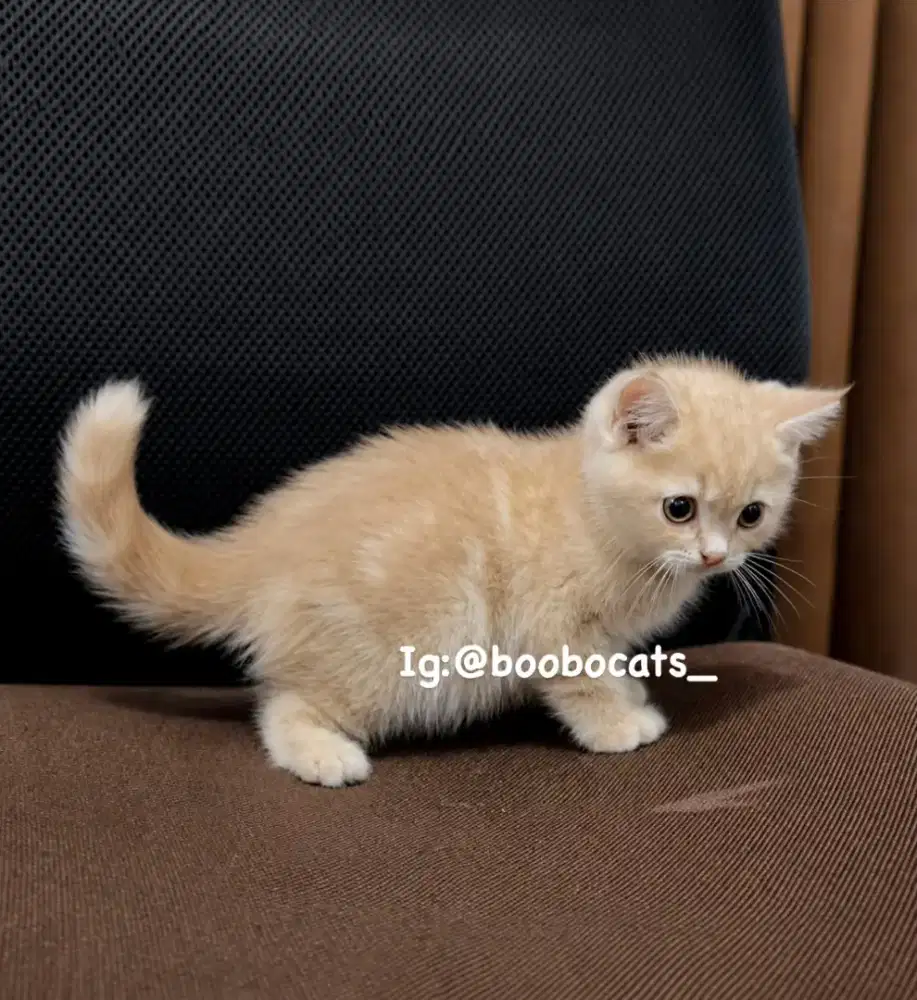 Kucing ScottisHlh Straigh Cream Marble NS
