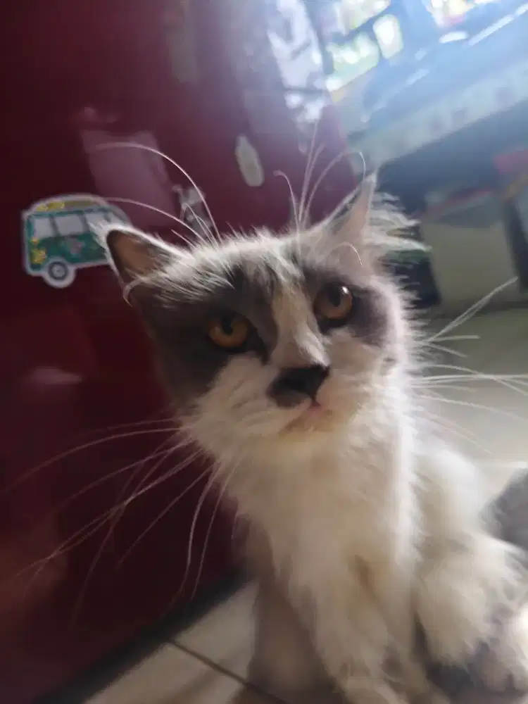 Kucing persia penurut