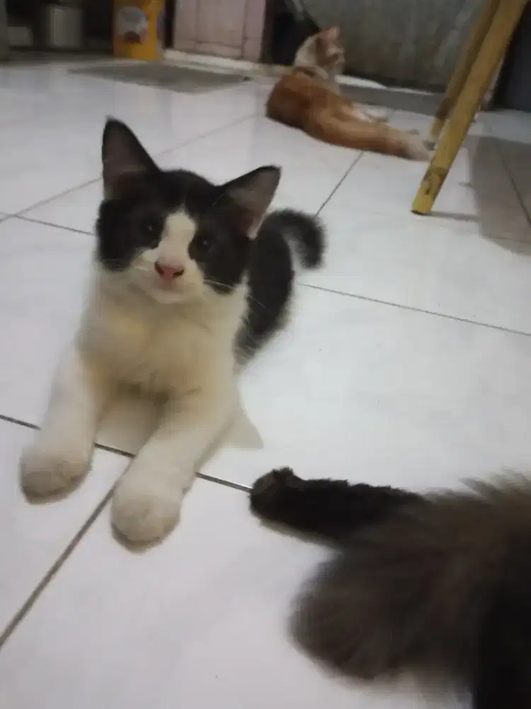LA Kitten Persia Medium