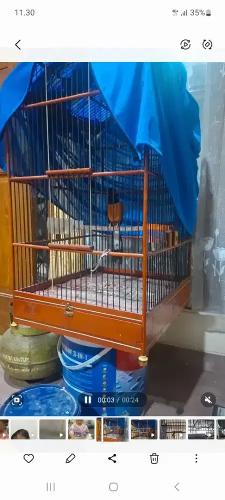 Murai batu trah medan gacor