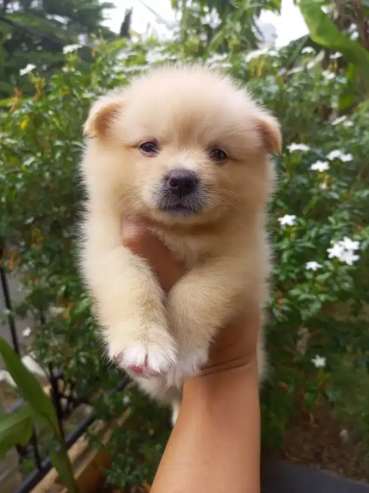 Anakan anjing mini pom Cute