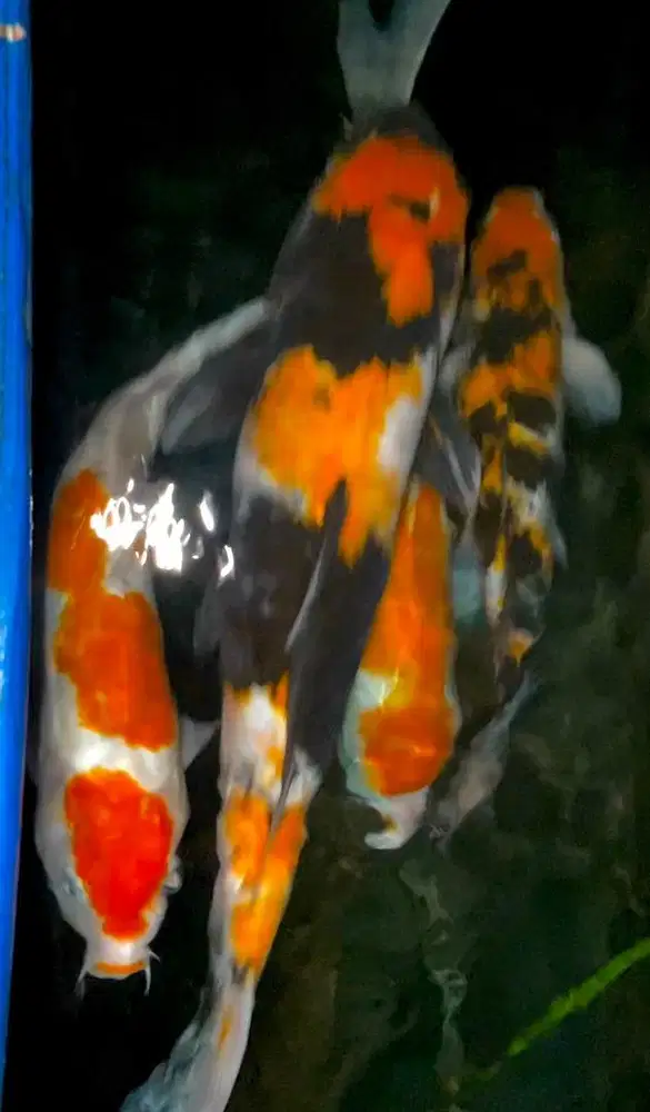 Ikan Koi 35 - 45cm