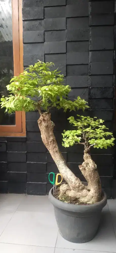 Bonsai anting putri