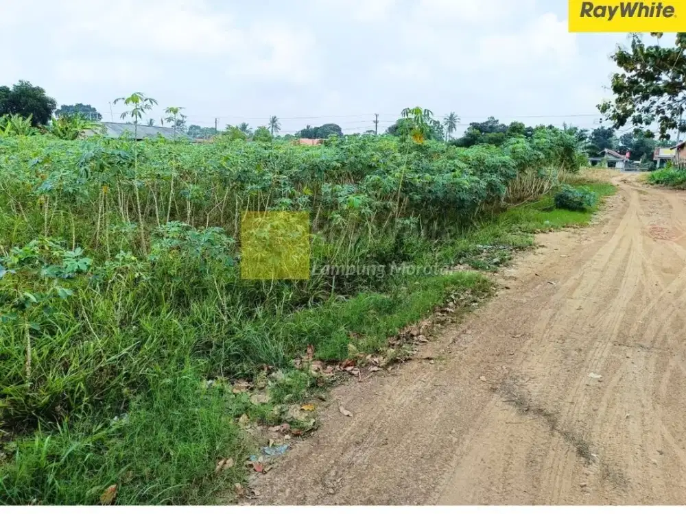 Dijual Tanah di Way Pengubuan, Lampung Tengah (Kode : ALF 3735)