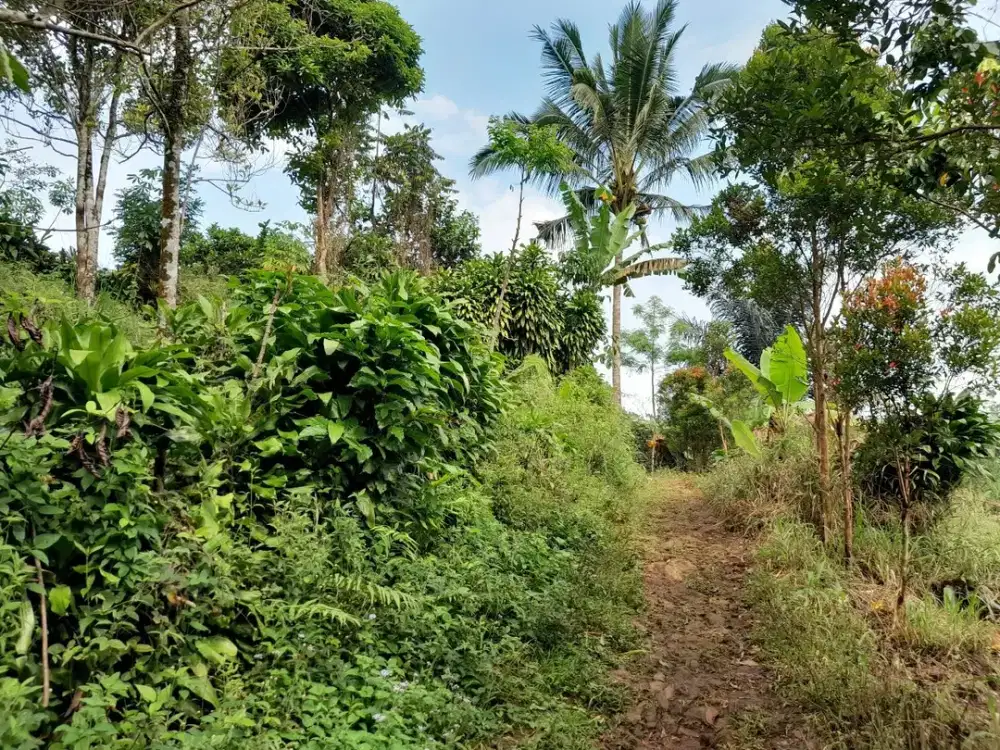 Termurah Dijual Tanah Kebun dan Sawah di Daerah Ciater Subang