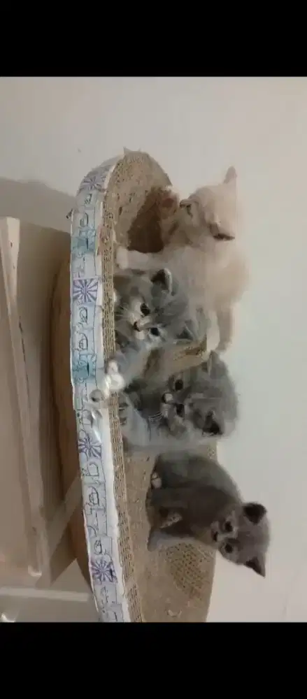 KUCING BRITISH SHORT HAIR KITTEN BSH