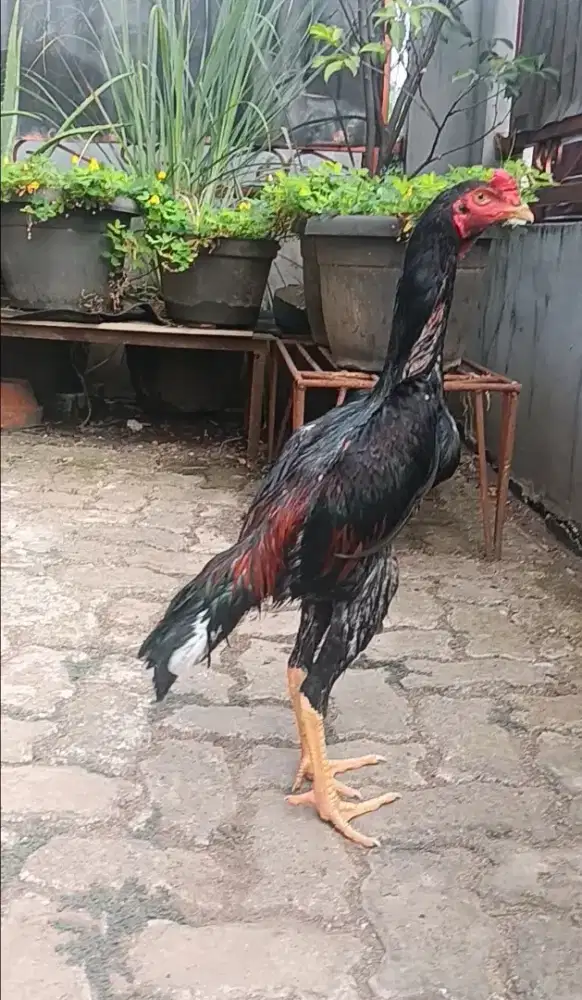Ayam Bangkok Brazillian x Shamo Muda