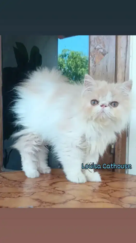 kucing Persia peaknose