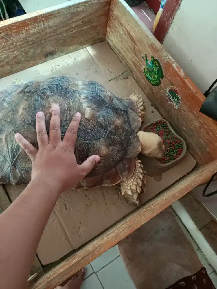 Jual Kura - Kura Sulcata +48cm