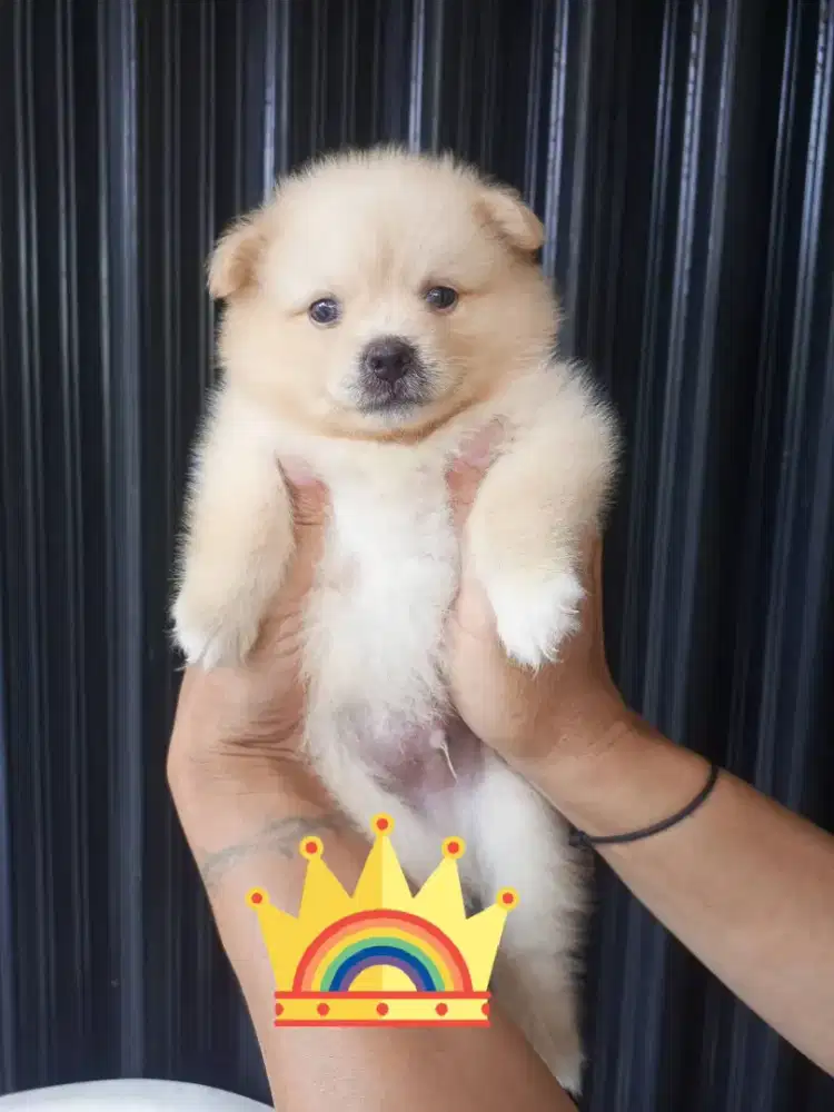 Mini pom jantan gemes
