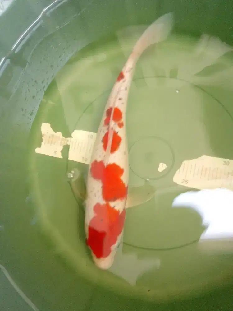 Ikan koi jenis Goshiki 38cm High Quality