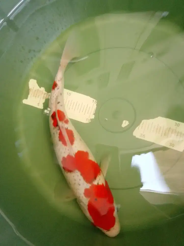 Ikan koi jenis Goshiki ukuran 38cm bagus