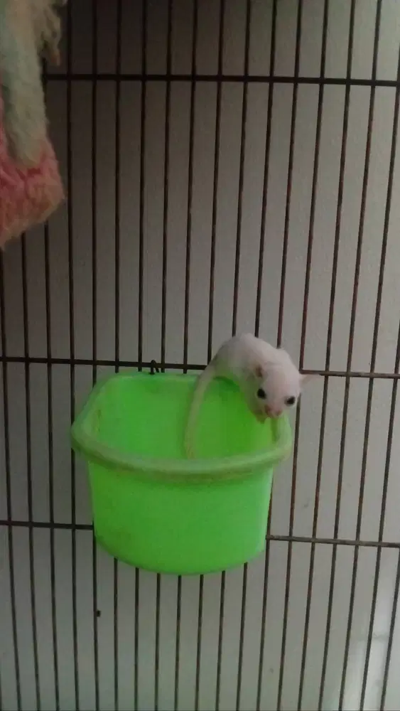 Jual sugar glider putih
