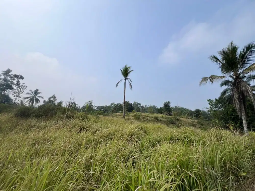 DIJUAL TANAH KEBUN Rp 110,000 sangat cocok untuk kavling