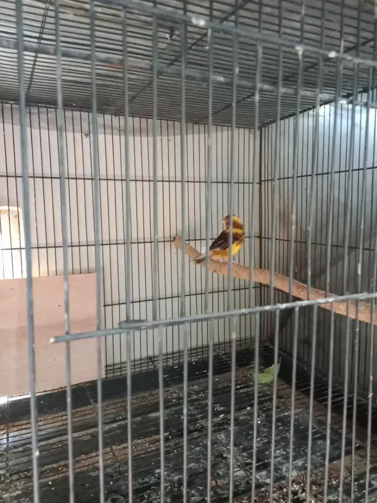 Burung kenari betina