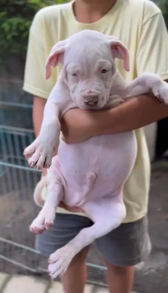 Pitbull Puppy Jantan