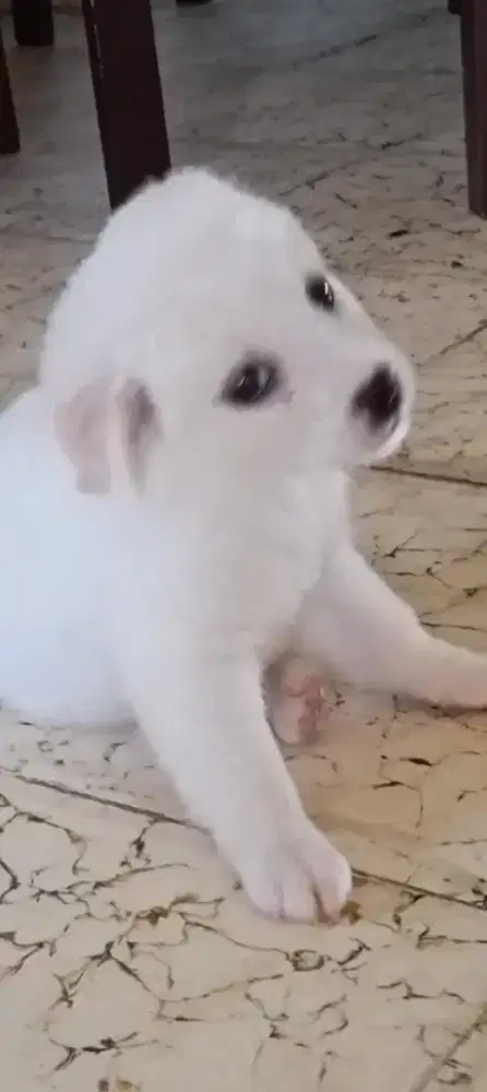 Cari tuan baru anjing ras