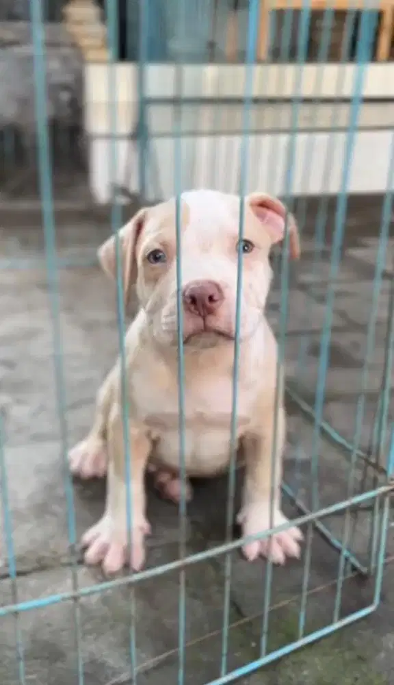 Pitbull Puppy Jantan