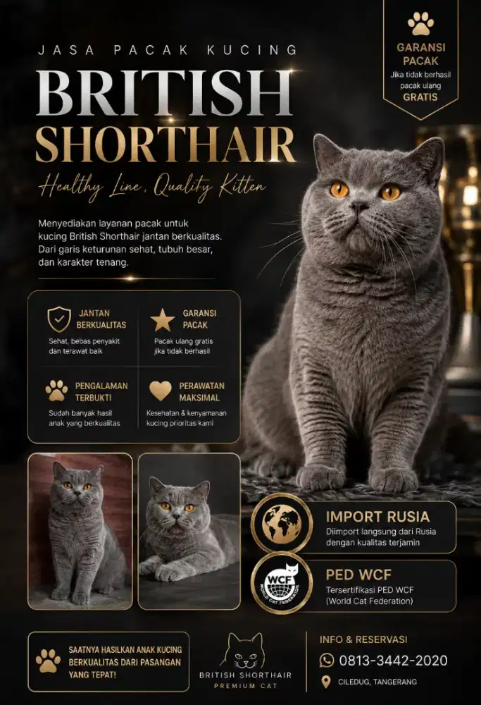 Jasa Pacak Kucing BSH | Pacak kucing British Shorthair | bukan persia