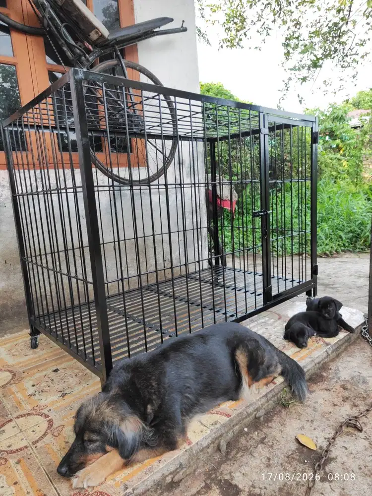 Kandang Anjing Besar