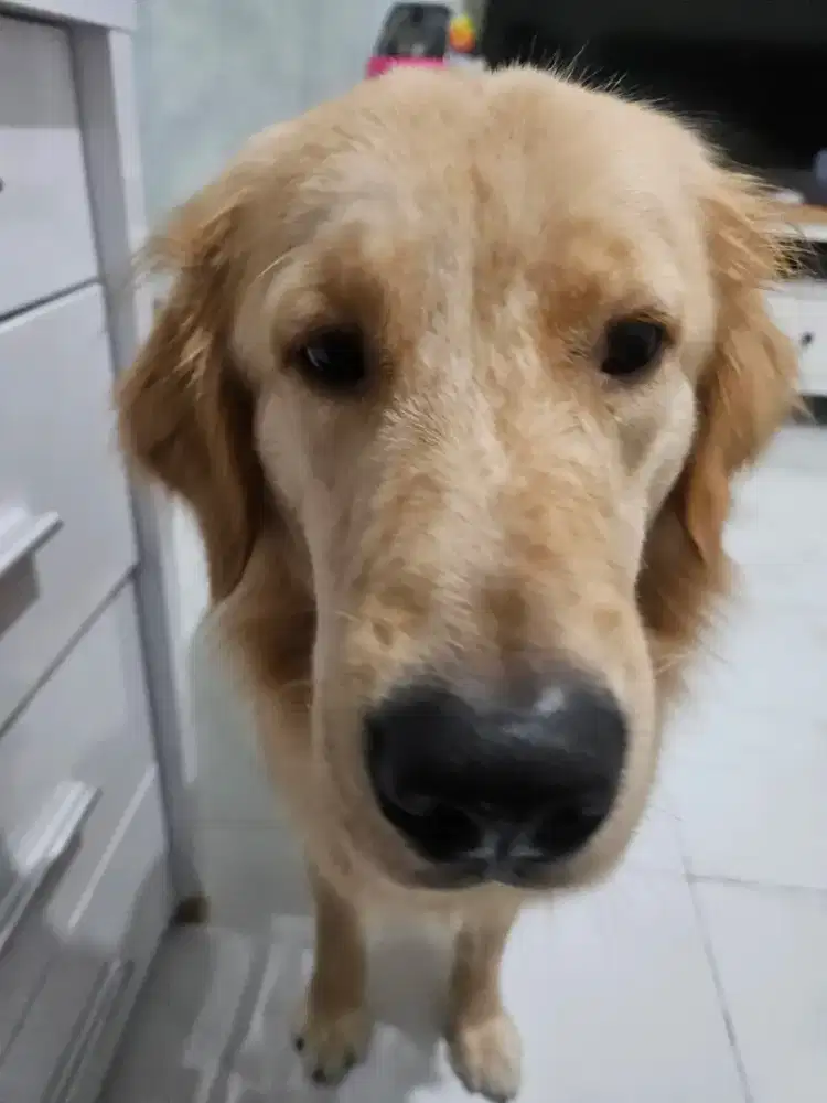 Dicari ART yang gak takut/bisa merawat anjing