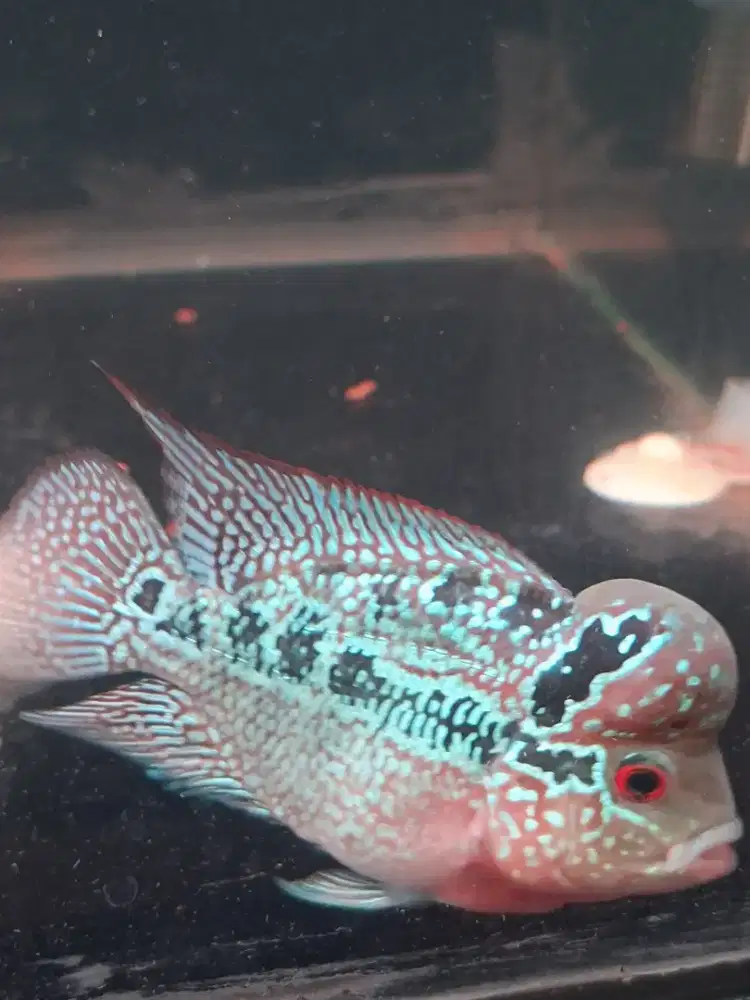 Ikan louhan mutiara
