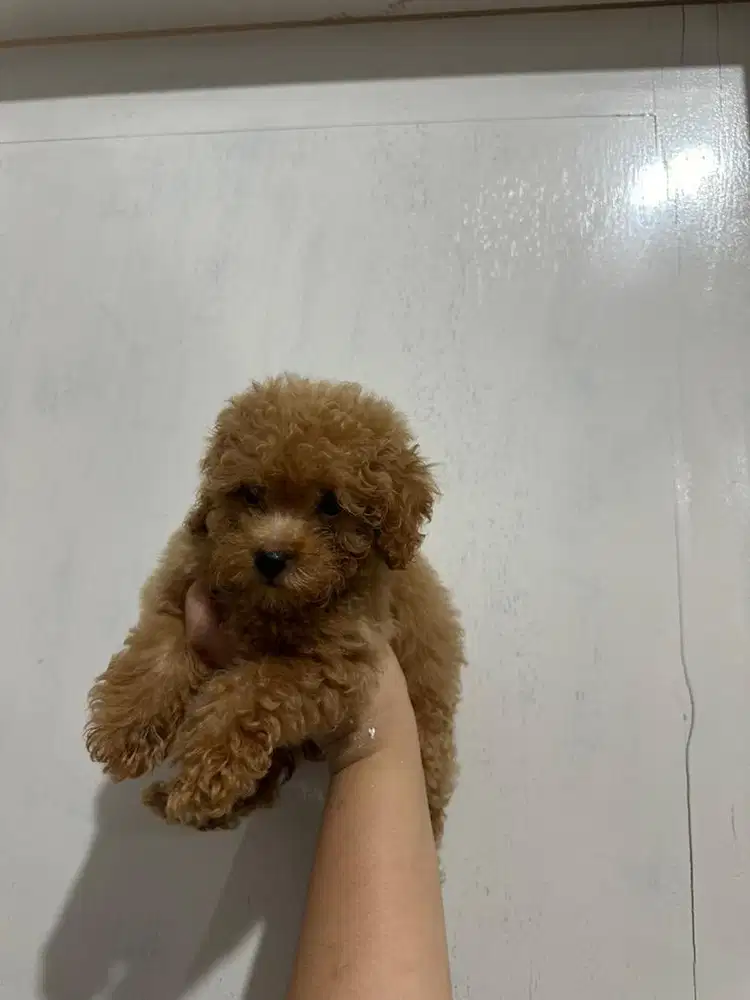Tiny Toy Poodle