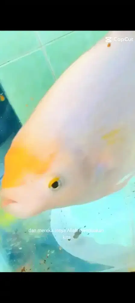 Ikan gurame Padang hias