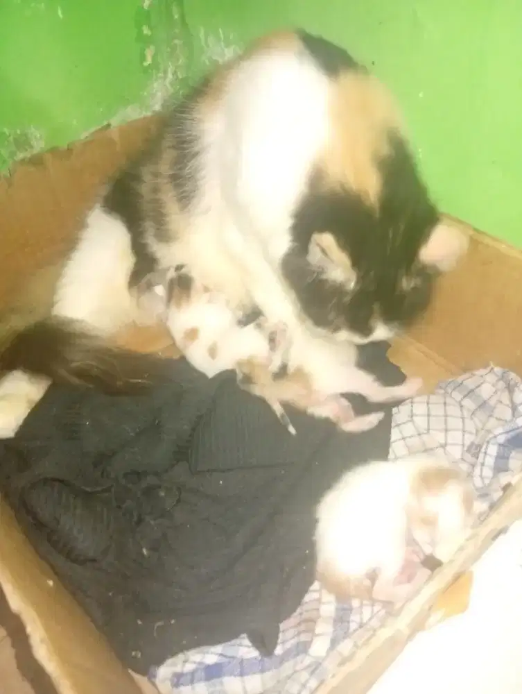 Kucing Persia indukan