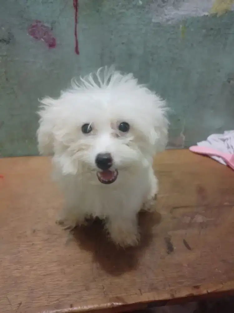 Anakan poodle white