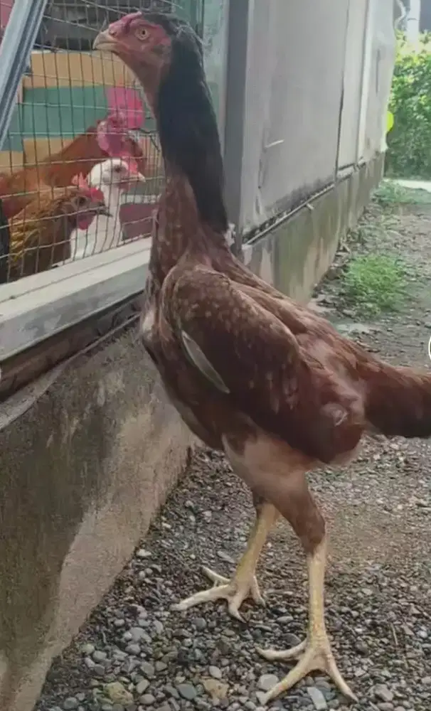 Oshamo eropa bobon sumper jumbo dan tegap
