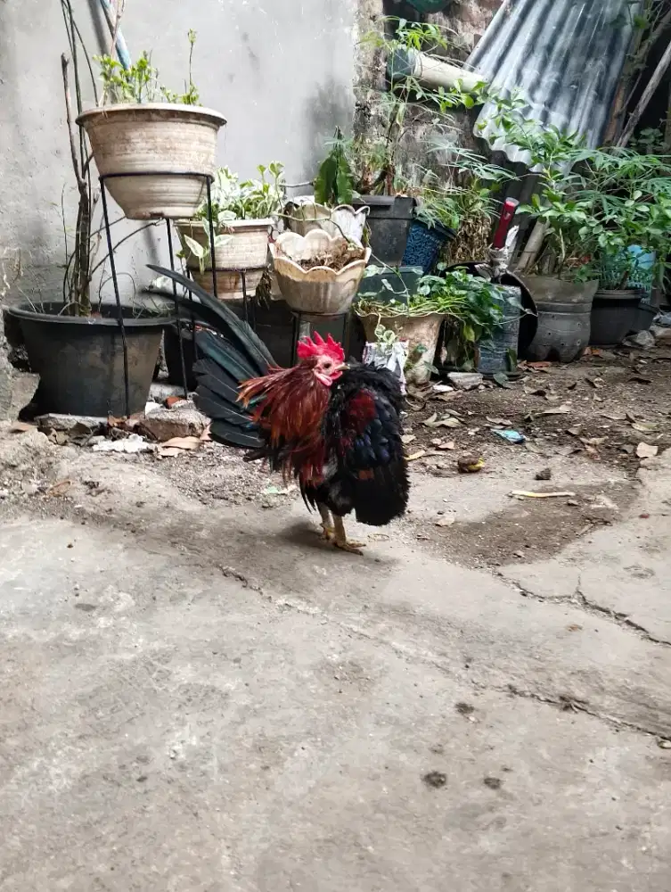 Ayam Serama berkualitas
