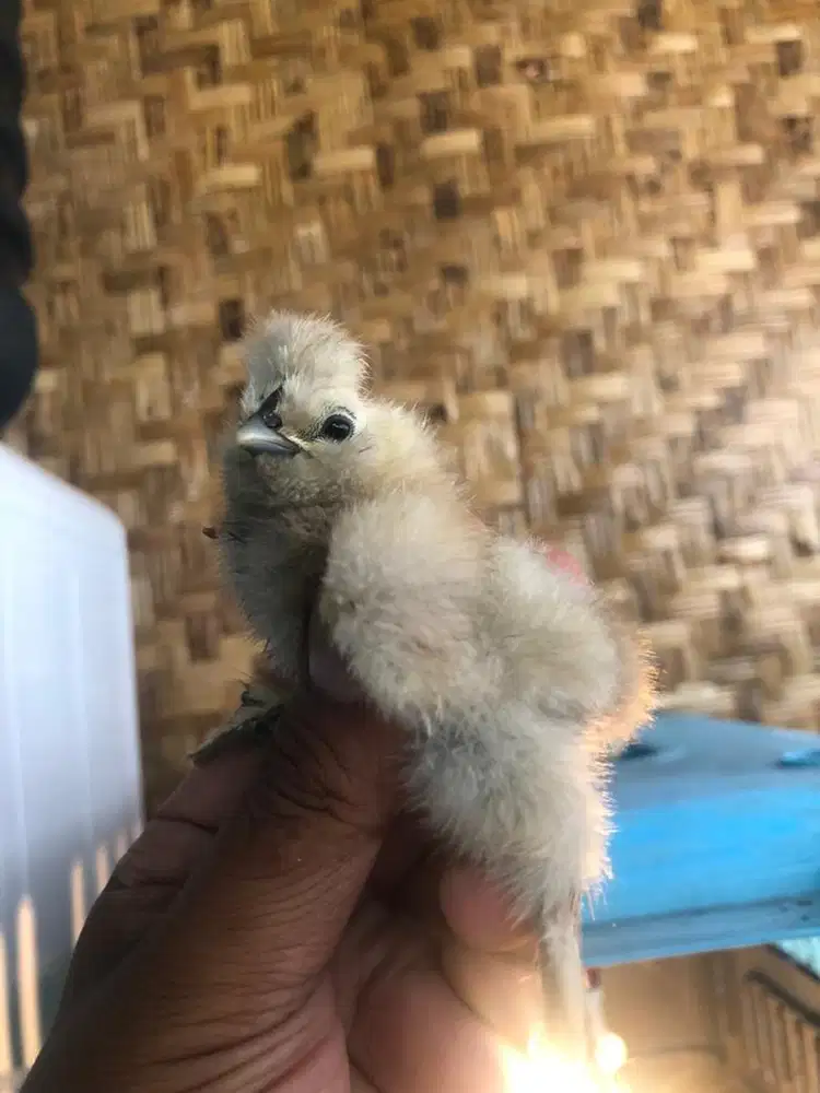 anakan ayam Silkie