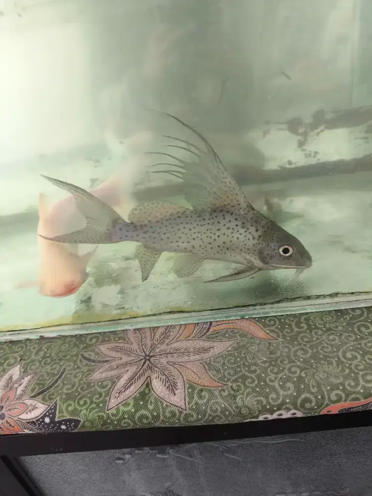 Ikan Synodontis, Patin Albino, Palmas 2 Ekor