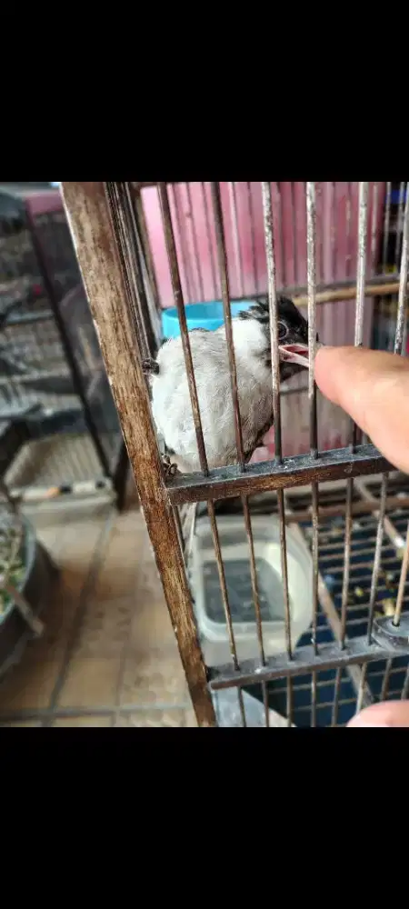 Jual burung kutilang jinak dan sogon