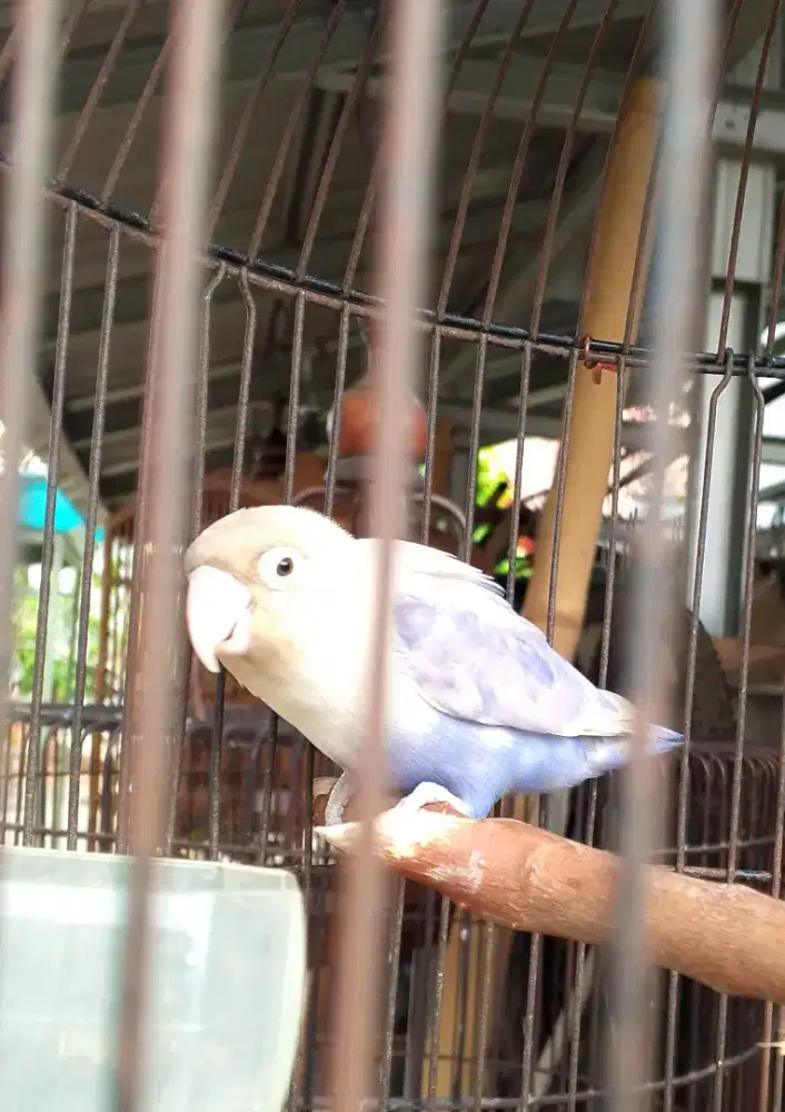 Burung Lovebird Viola FS
