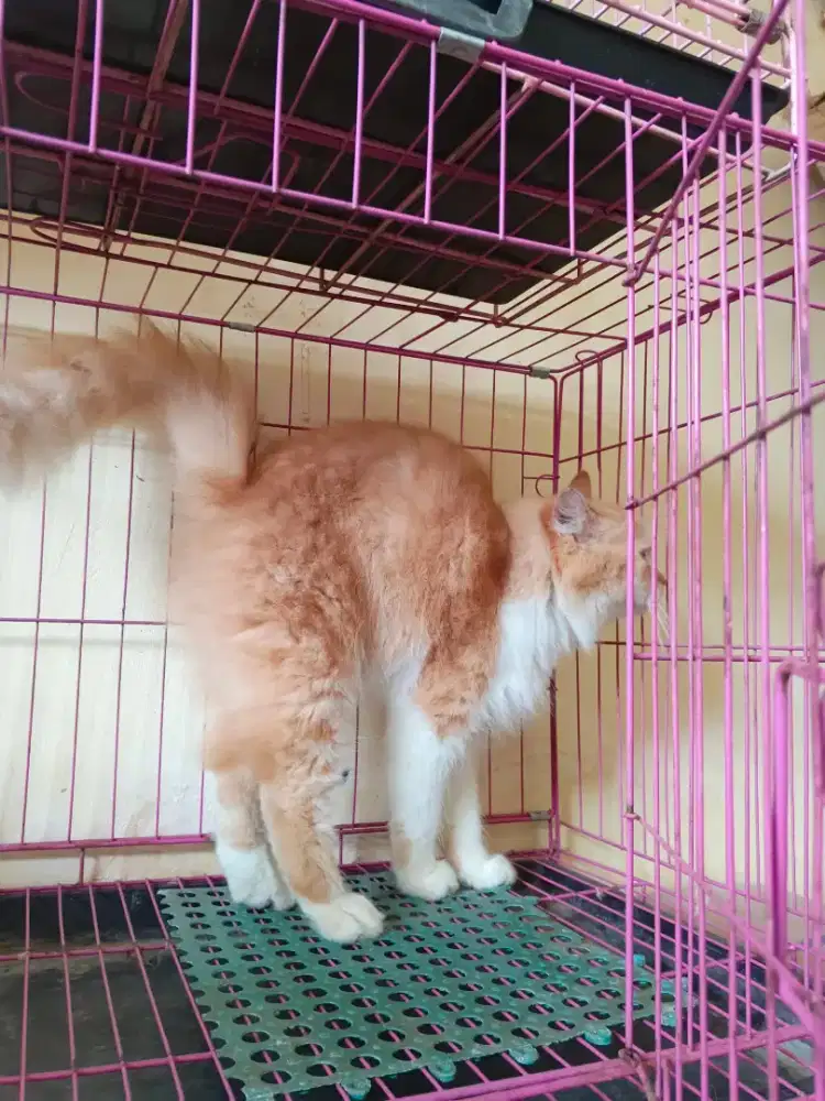 Kucing Persia betina