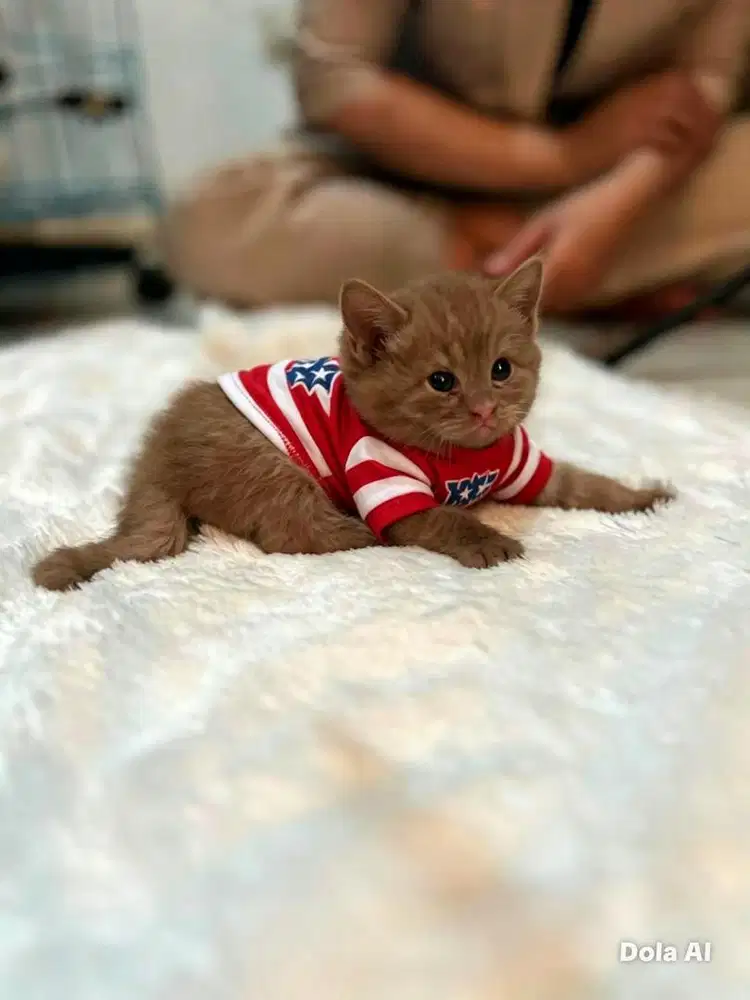 BRITISH SHORTHAIR