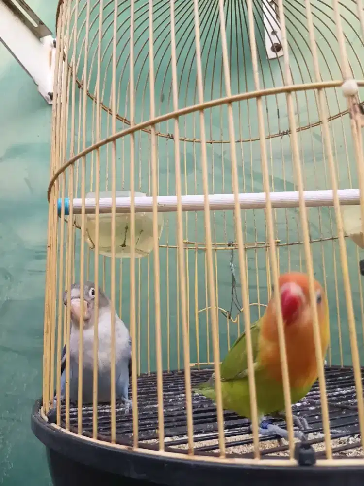 Lovebird fullset